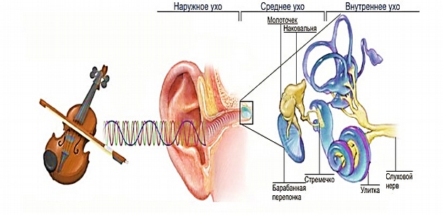 Они реагируют на звук. Звук воспринимаемый ухом человека. Механизм воздействия музыки на человека. Восприятие звука ухом. Как ухо воспринимает звук.